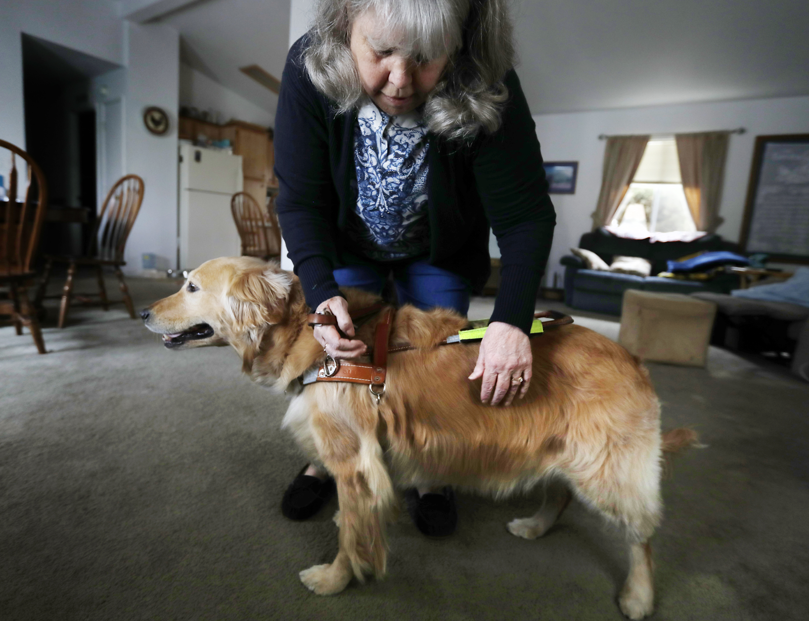 States with Fake Service Dog Laws The Katy News