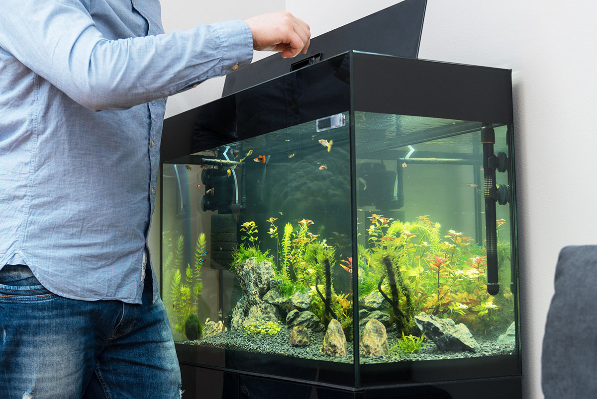 How To Setup Your New Fish Tank The Katy News