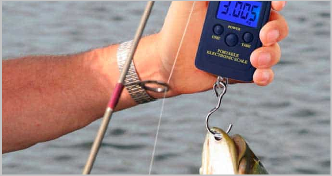 HOW TO MEASURE A FISH WITH A FISHING A SCALE The Katy News