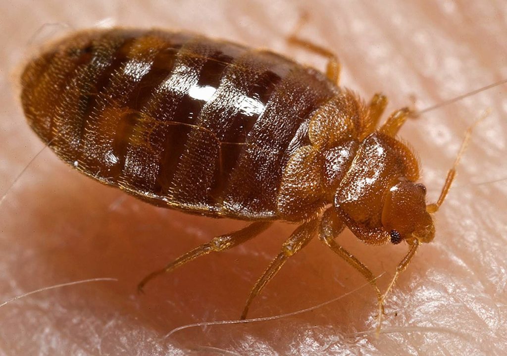Do Bed Bugs Produce Any Kind Of Smell? The Katy News