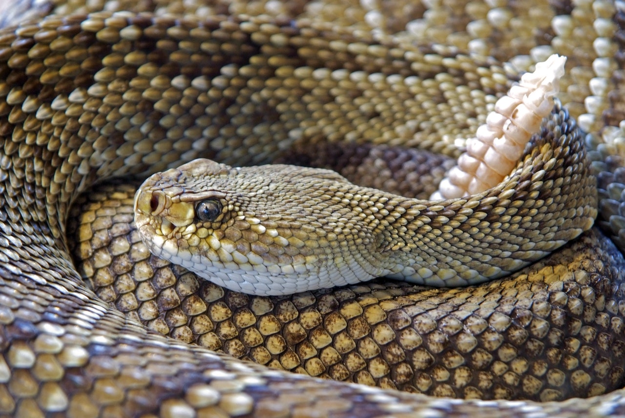 What is SYN-AKE (snake venom tripeptides)? - The Katy News