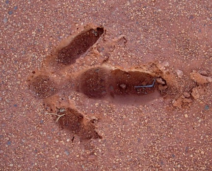 4 Emu tracks 1