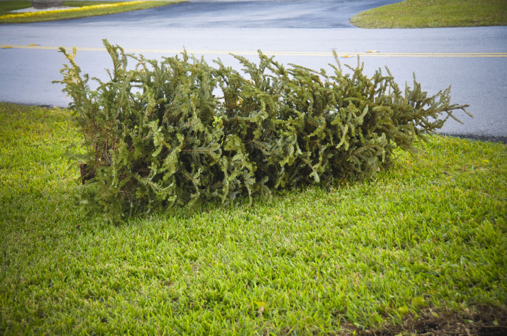 How to Dispose of Real Christmas Trees The Katy News
