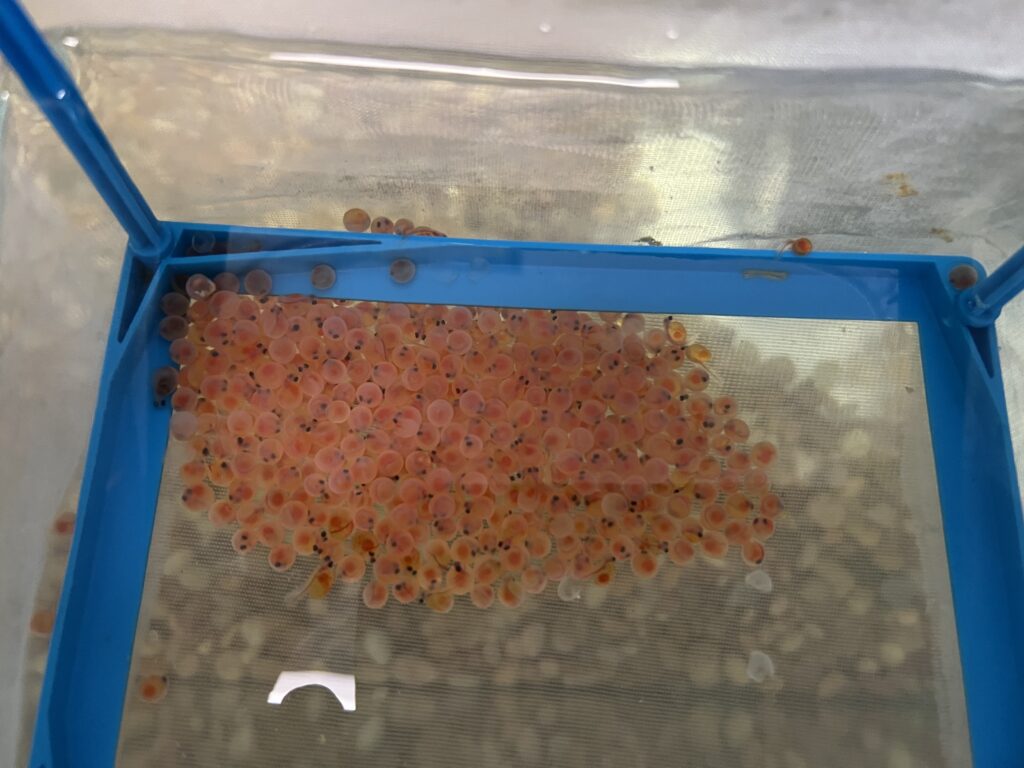 Trout Nursery in the Classroom The Katy News