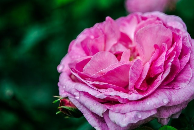 Essential Tips for Growing and Caring for Roses in Your Garden - The ...