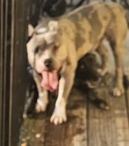 Houston woman charged with torturing dogs