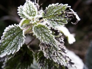 Master Gardeners offer free class