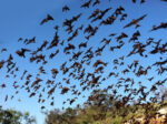 Bats-Flying