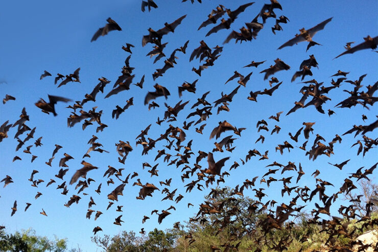 Bats-Flying